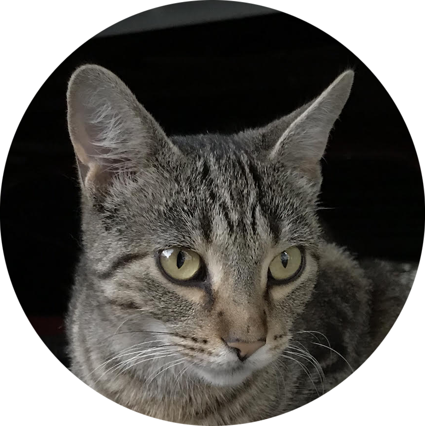 cat photo